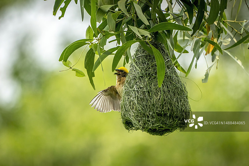 雄性黄胸织布鸟图片素材