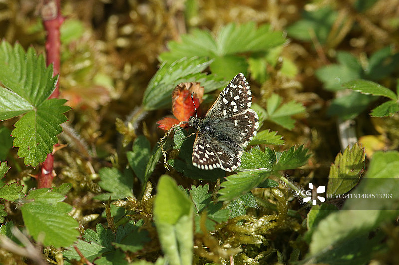 春天栖息叶上的稀有斑驳弄蝶图片素材
