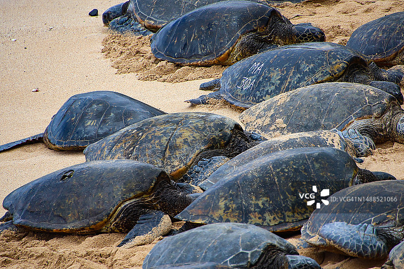 夏威夷绿海龟图片素材