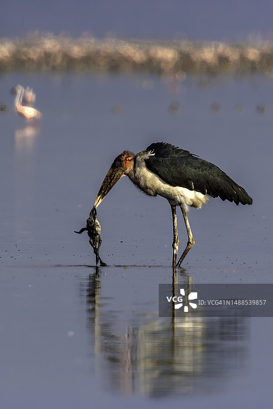 纳库鲁湖中的秃鹳图片素材