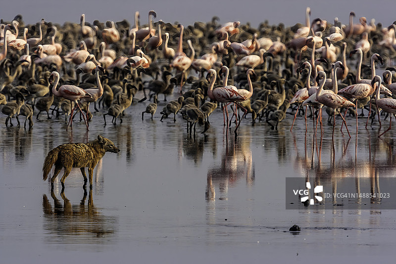坦桑尼亚的金色胡狼和火烈鸟图片素材