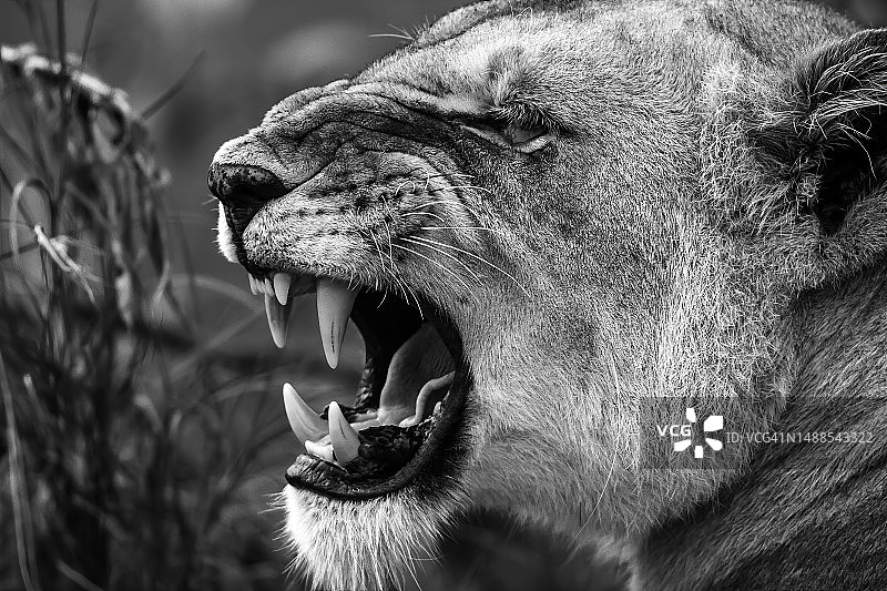 咆哮的母狮图片素材