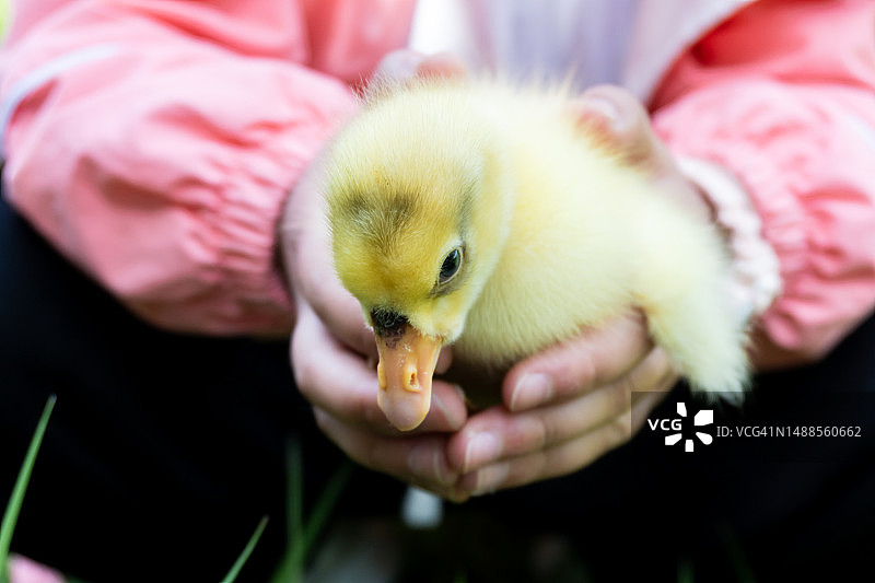 手中拿着的可爱小鹅特写图片素材