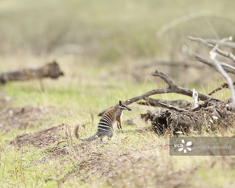 袋食蚁兽图片素材