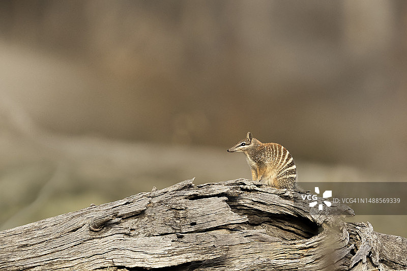 袋食蚁兽图片素材