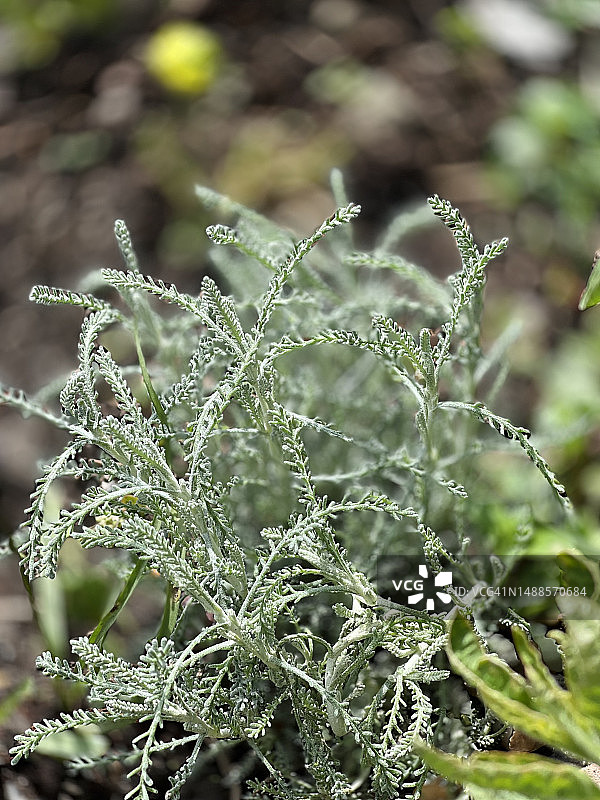 花园中生长的棉花薰衣草（香雪兰）图片素材