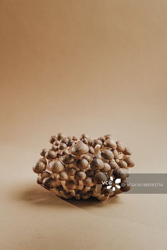 棕色背景上的真姬菇，带有文本空白图片素材