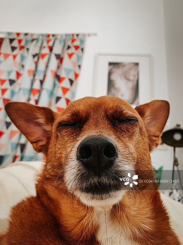 犬肖像图片素材