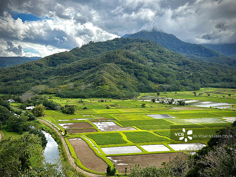 夏威夷可爱岛哈纳莱芋头田风光图片素材
