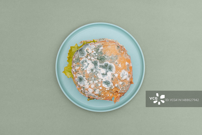 绿色背景的盘子上带有绿色霉菌的腐烂汉堡俯视图图片素材