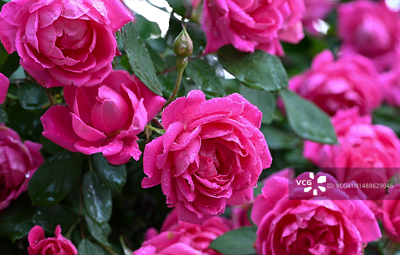 雨后的玫瑰灌木图片素材