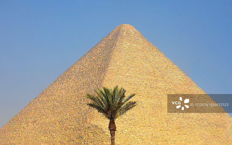 单棵棕榈树和金字塔图片素材