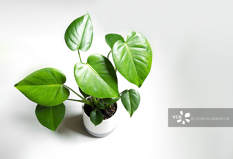 白色背景下的盆栽特写，法国图片素材