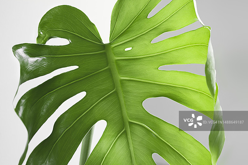 白色背景下的叶子特写图片素材