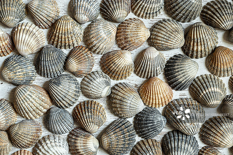 全画幅拍摄的贝壳图片素材