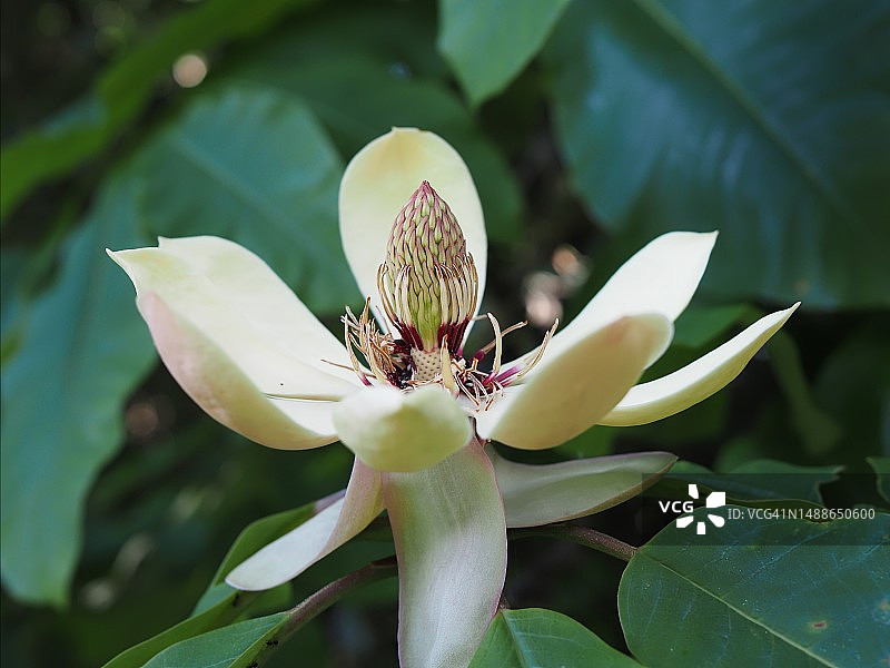 日本东京八王子白色植物特写图片素材