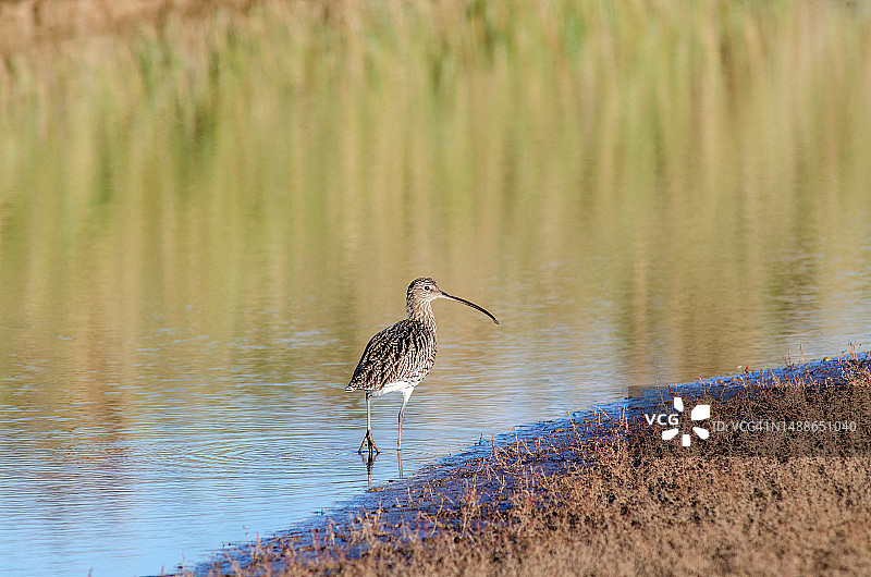 矶鹬在户外栖息的侧面视角，英国林肯郡图片素材