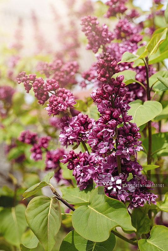 勃艮第紫色的丁香花枝图片素材