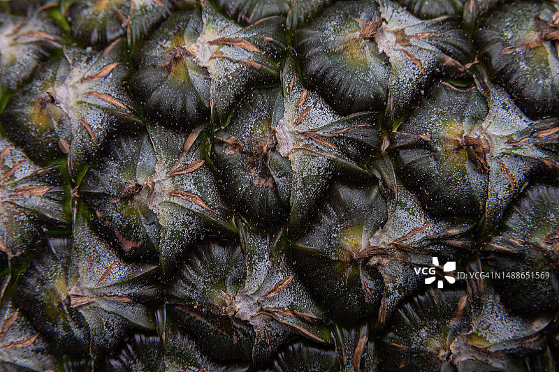 罗马尼亚菠萝全画幅照片图片素材