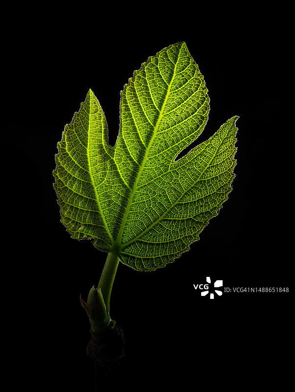黑色背景下的叶子特写图片素材