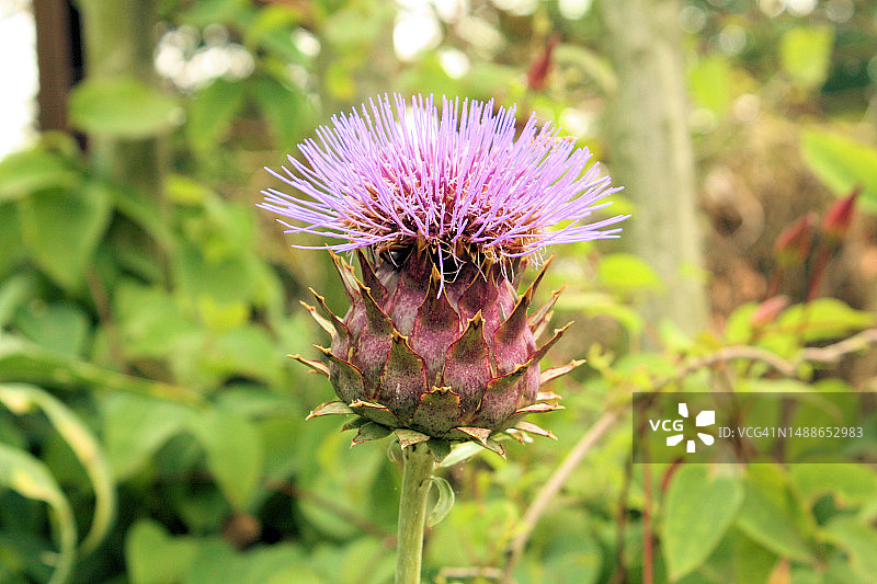 荷兰紫色蓟花特写图片素材