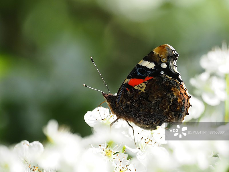 蝴蝶在花上授粉的特写图片素材