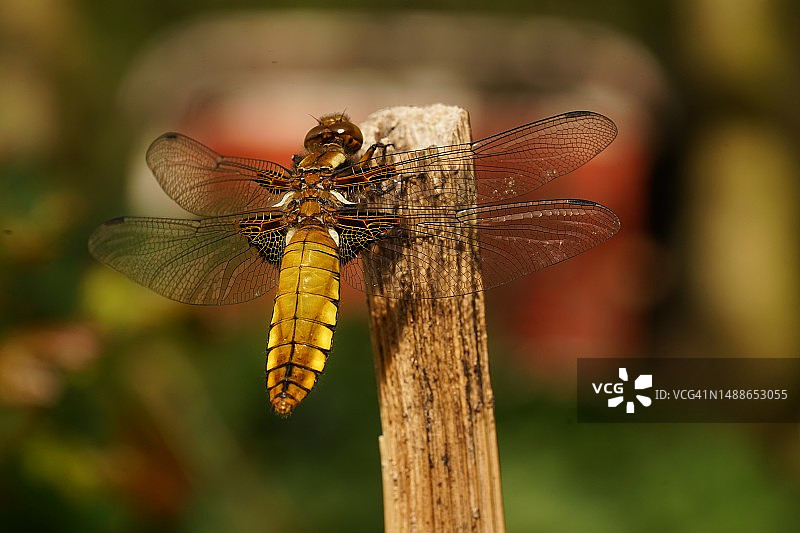 蜻蜓在植物上的特写图片素材