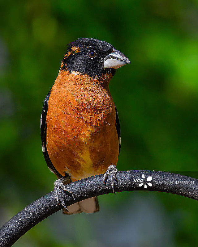 鸣禽栖息在树枝上的特写图片素材