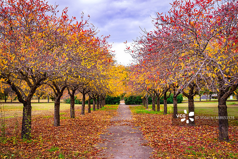 秋季澳大利亚公园里的树木图片素材
