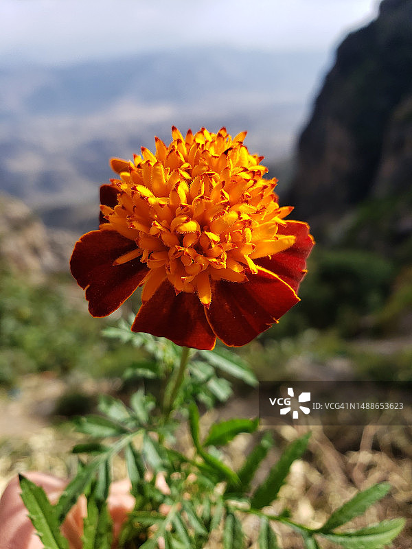 橙色万寿菊花朵特写图片素材