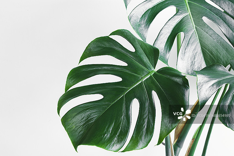 白色背景下的树叶特写，法国图片素材