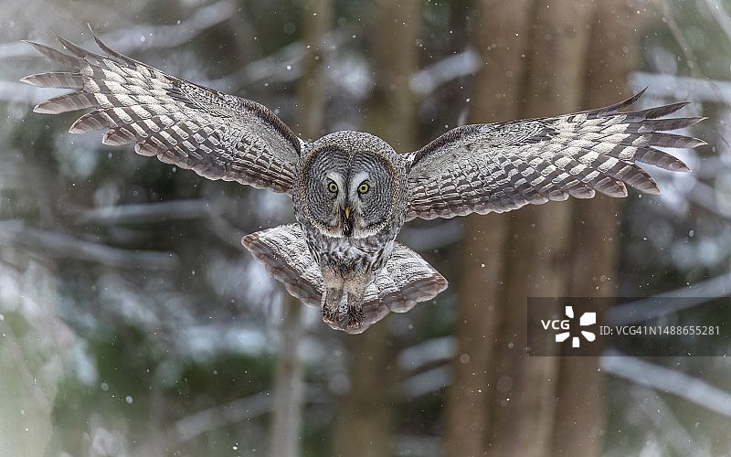 雪中飞翔的灰林鸮特写，俄罗斯圣彼得堡图片素材