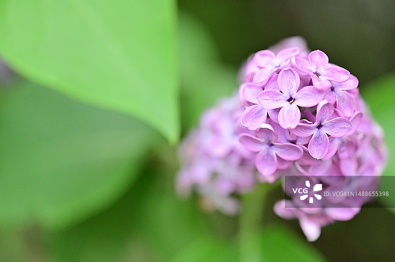 非常漂亮的彩色春花近景，塞尔维亚图片素材