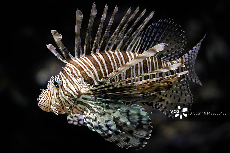 百慕大水箱中游动的狮子鱼特写图片素材