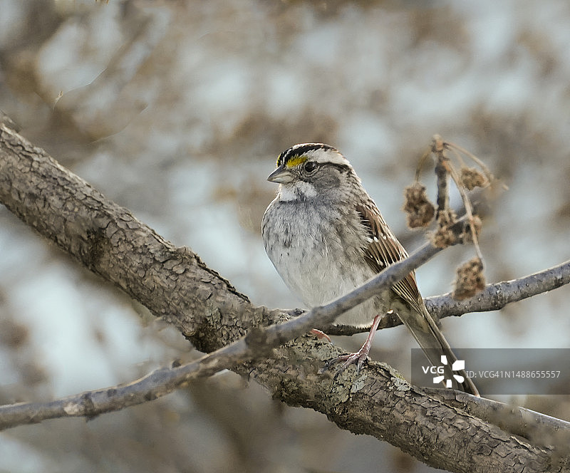 低角度拍摄：栖息在树枝上的鸣麻雀图片素材