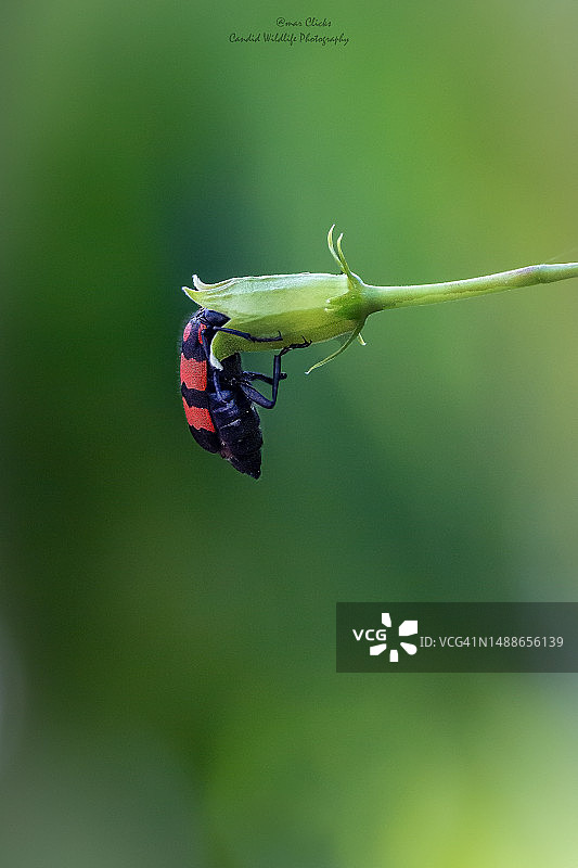 植物上的昆虫特写，印度旁遮普邦贾朗达尔专区图片素材