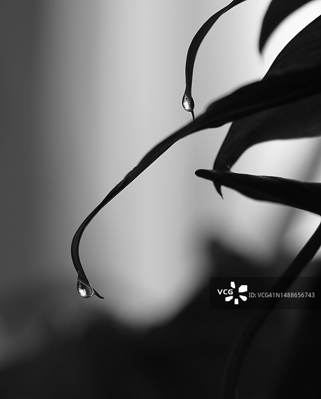 植物上的水滴特写图片素材