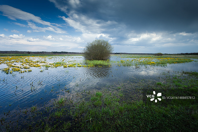波兰，金盏花盛开的被淹草甸上的云彩图片素材