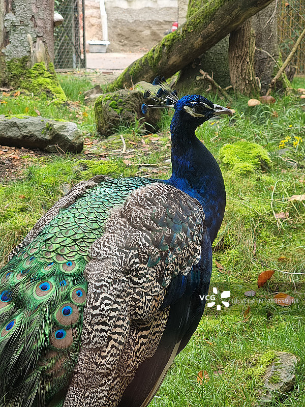 栖息在田野上的雌孔雀特写图片素材