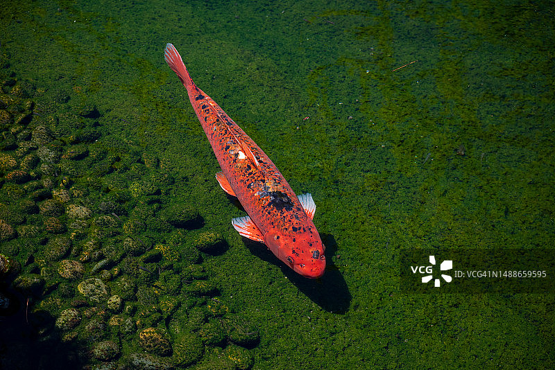 绿池中的红鲤鱼图片素材