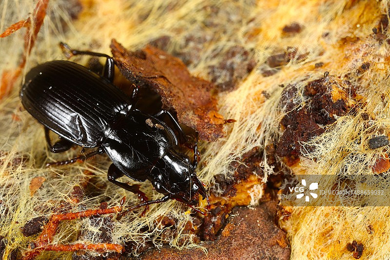 岩石上的昆虫特写图片素材