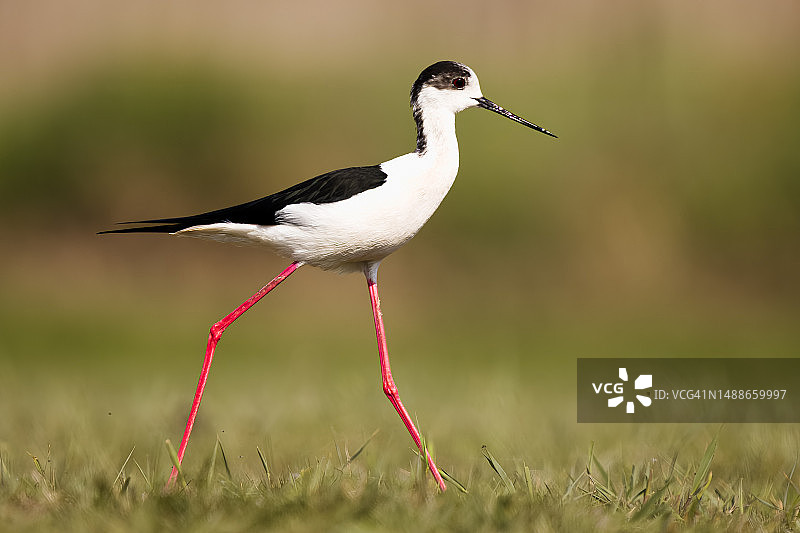 栖息在草地上的黑鸟特写，塞尔维亚图片素材