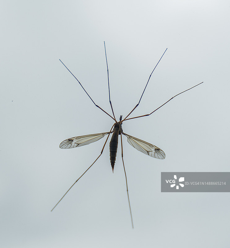 疟蚊（冈比亚按蚊）图片素材