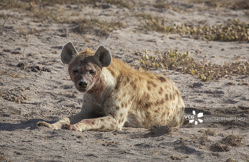 肯尼亚安博塞利国家公园的幼年鬣狗图片素材