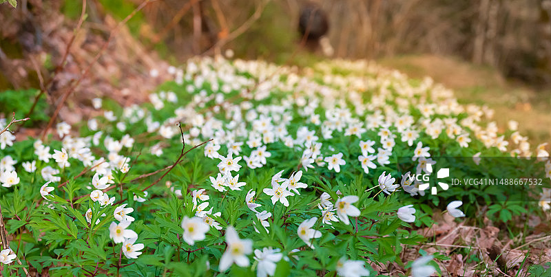 森林小路上的春花图片素材
