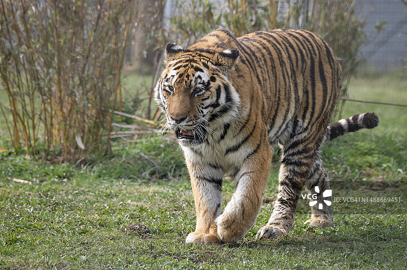 阿穆尔虎图片素材