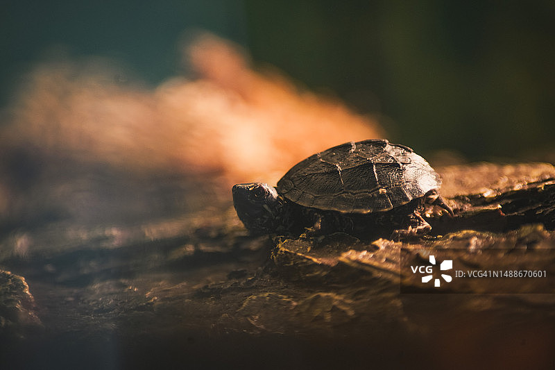 小乌龟在岩石上特写，德国巴伐利亚图片素材