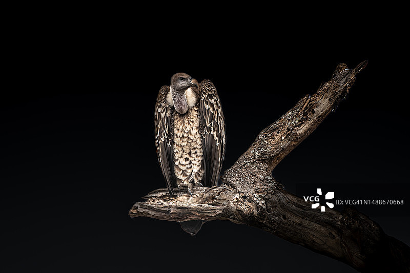 猫头鹰栖息在黑色背景树枝上的特写，坦桑尼亚塞伦盖蒂图片素材