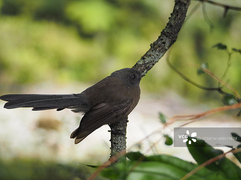 近距离拍摄栖息在树枝上的鸣禽，新西兰图片素材