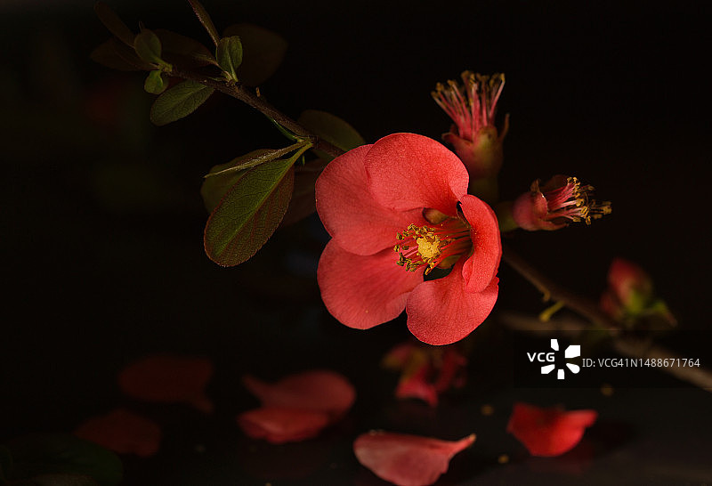 黑色背景下的红色开花植物特写图片素材